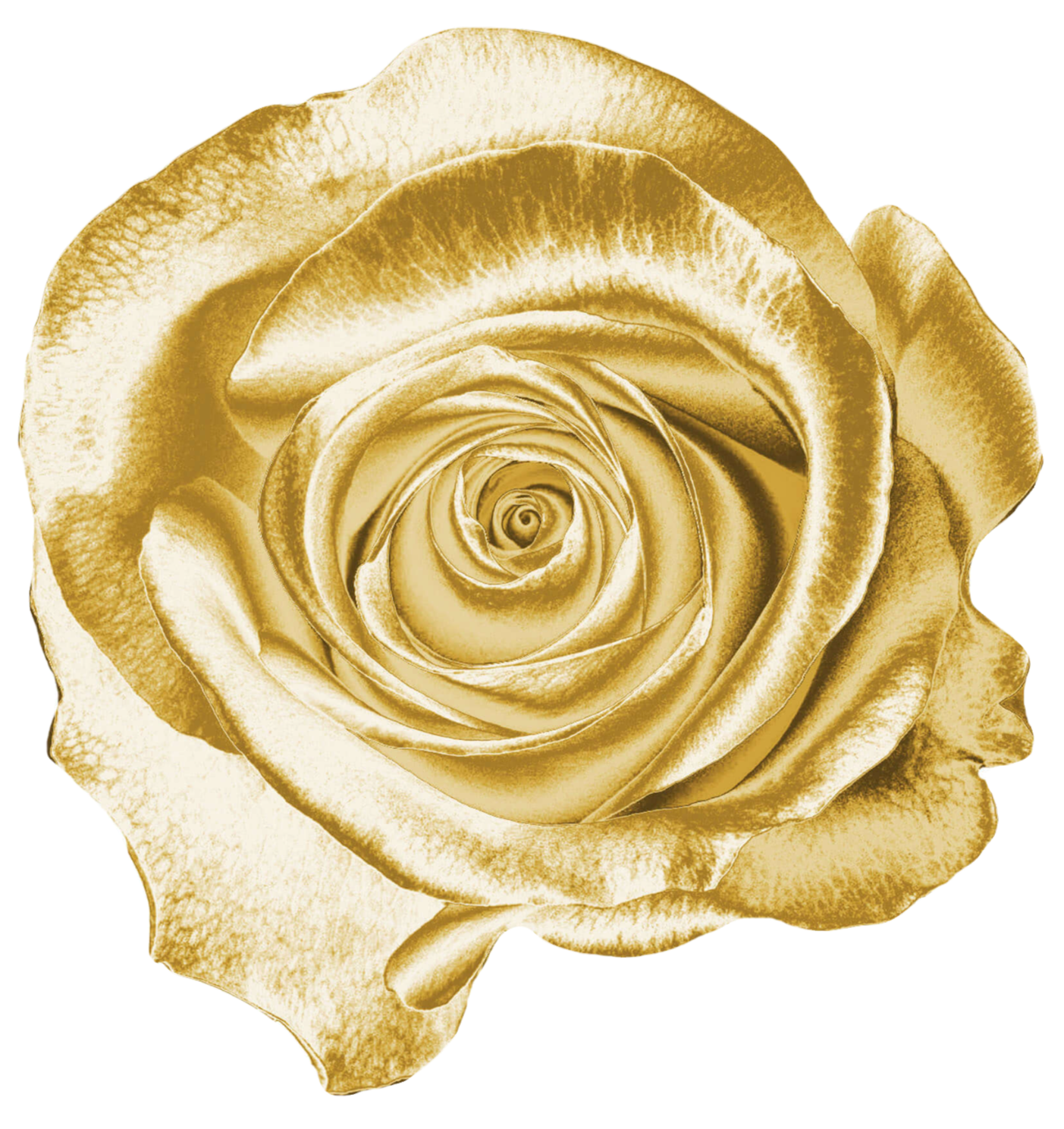 Gold Rose